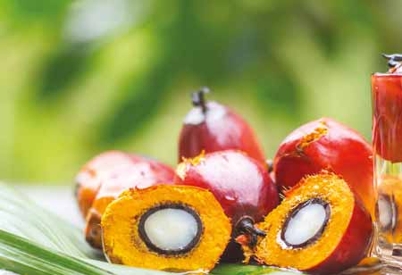 Antoni Simamora, Environment & Sustainability Manager, First Resources [SGX: EB5] | Food Business Review