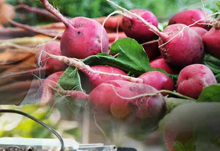 Evolution Of  Food Automation