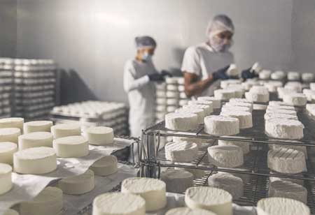 Market Growth and Consumer Trends Fueling Plant-Based Cheese Ascension