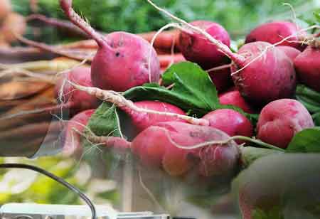 Navigating the Complexities of Cold Food Logistics