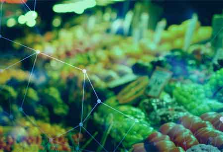 Sustainable Solutions for Future Food Production